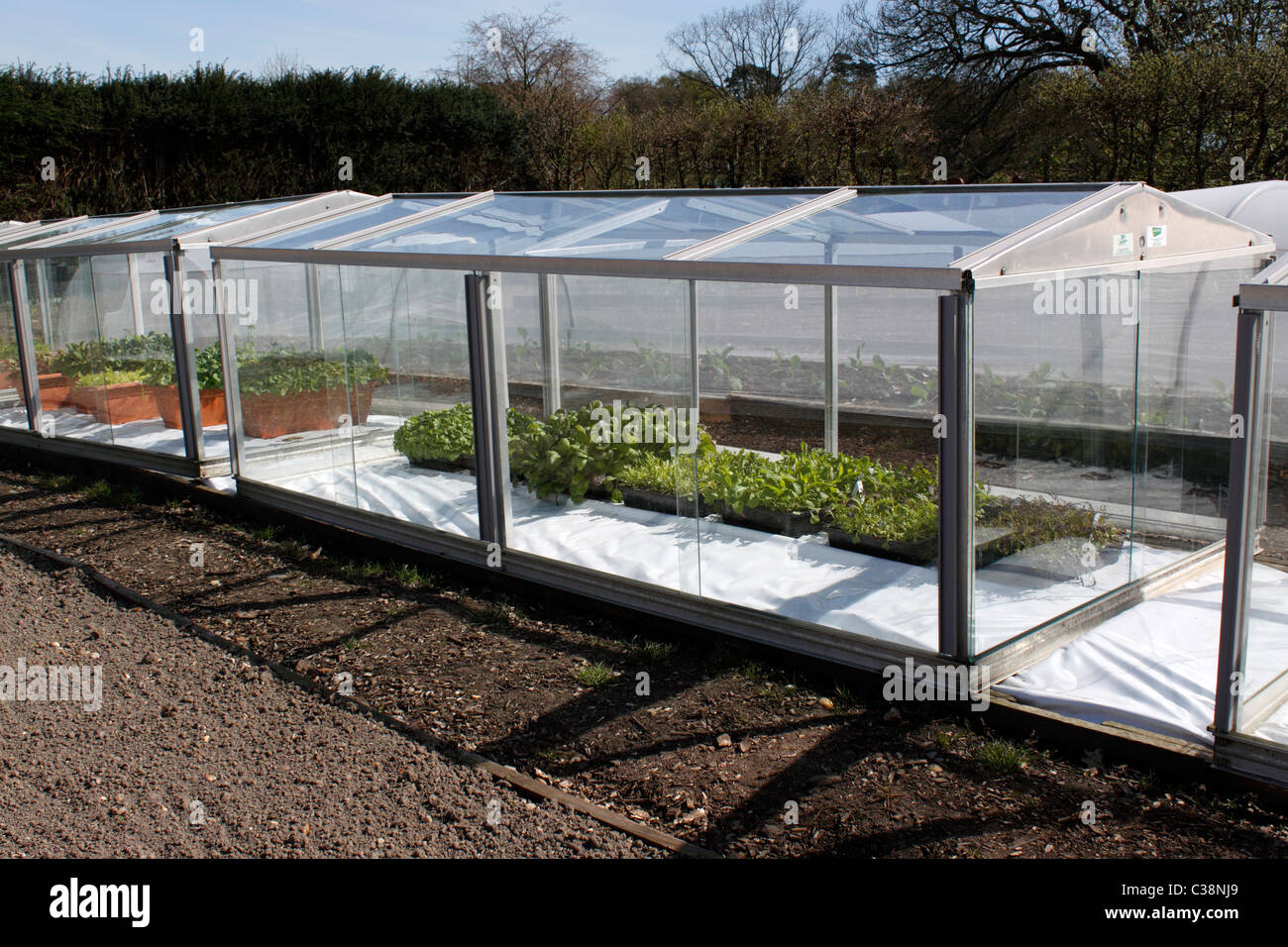 GLASS COLD FRAME WITH SALAD CROPS GROWING INSIDE. Stock Photo