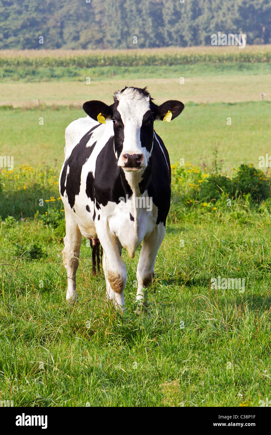 German black pied cattle hi-res stock photography and images - Alamy