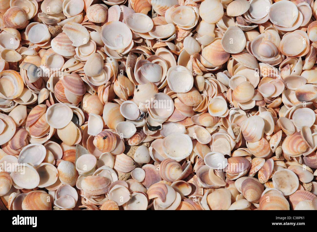 Large Pile Of Seashells Hi Res Stock Photography And Images Alamy