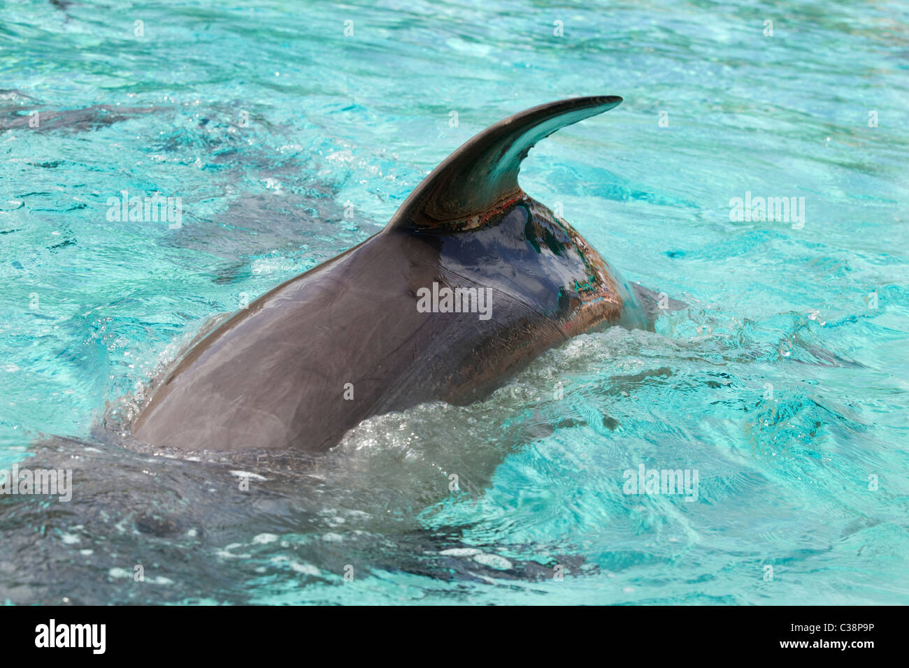 Porpoise in Sea World, Orlando, Florida Stock Photo
