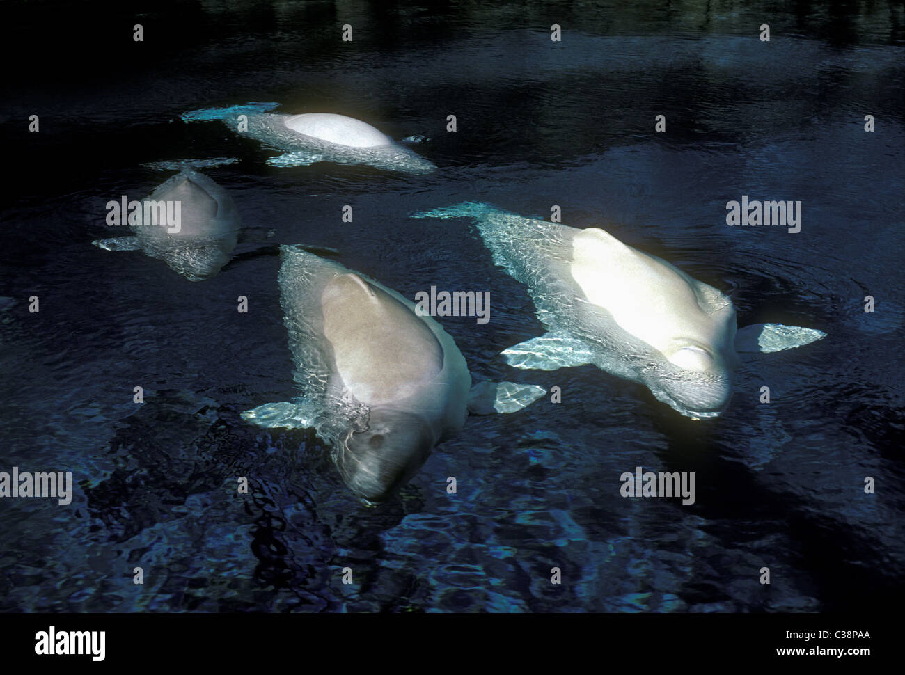 Beluga whales, Vancouver Aquarium, Stanley Park, city of Vancouver