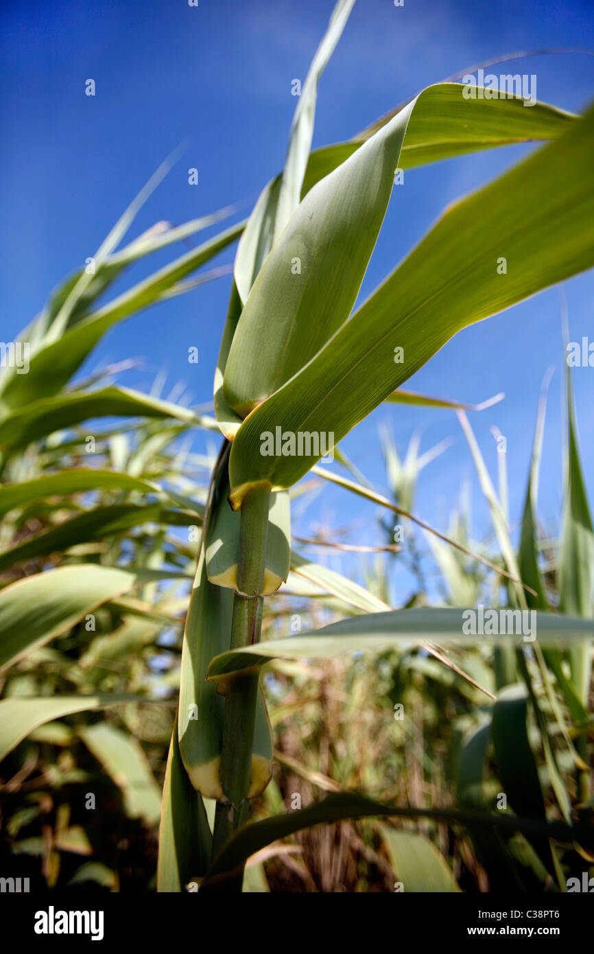 Corn field Stock Photo