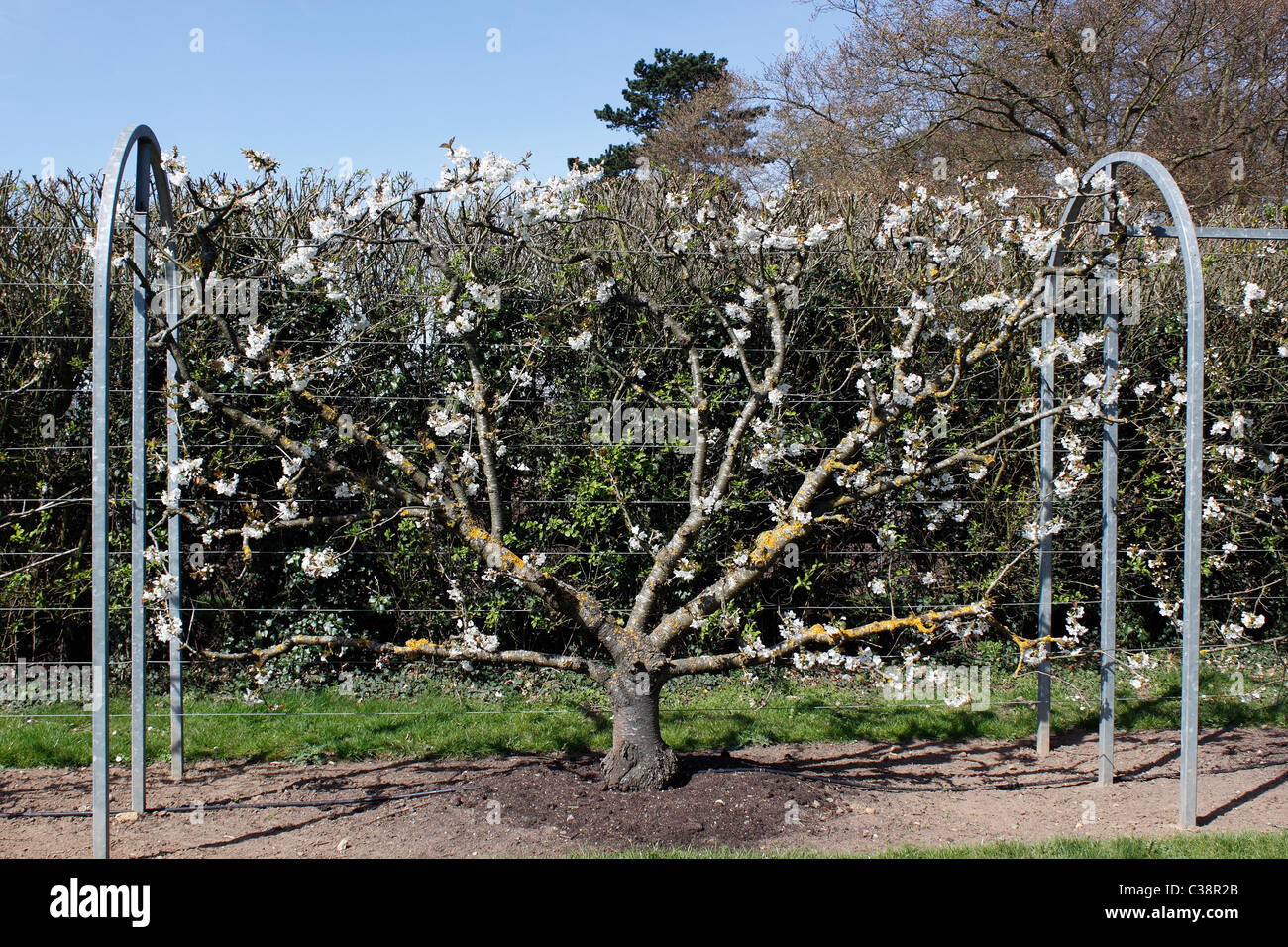 FAN TRAINED SWEET CHERRY TREE. MERTON GLORY Stock Photo Alamy