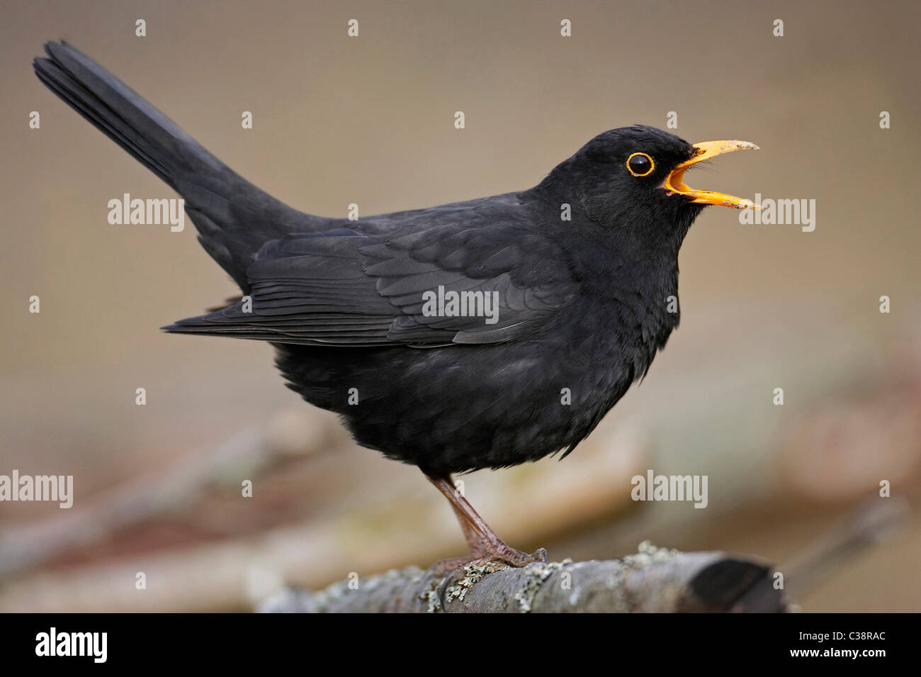Blackbird (Turdus merula), calling male. Stock Photo