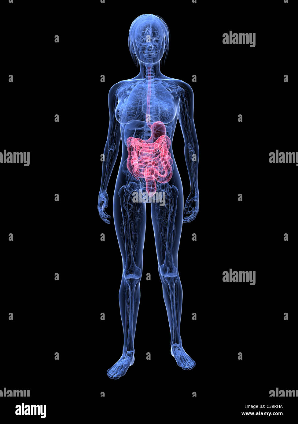 female digestive system Stock Photo