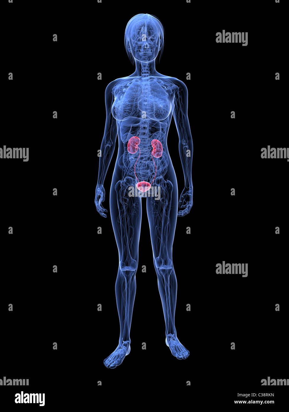 female urinary system Stock Photo Alamy