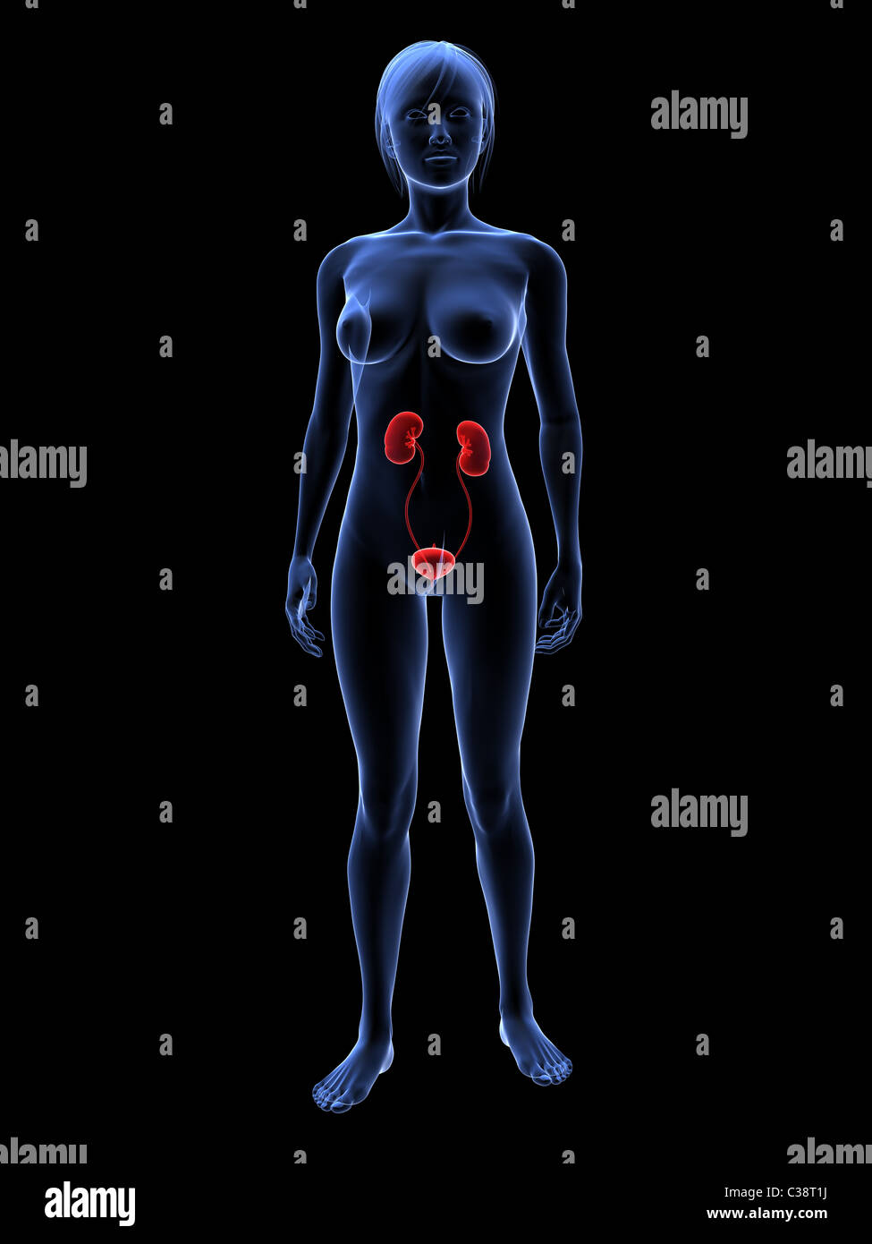 female urinary system Stock Photo