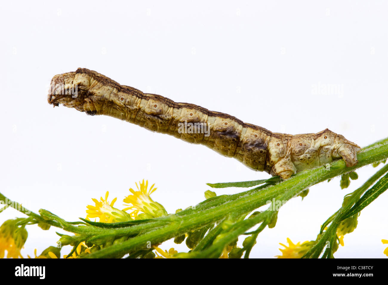 Scalloped Oak - caterpillar / Crocallis elinguaria Stock Photo