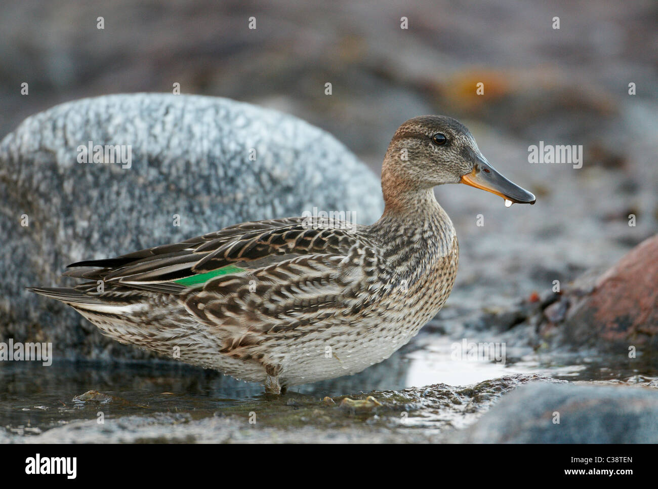 Common Teal (Anas crecca) standing in shallow water. Stock Photo