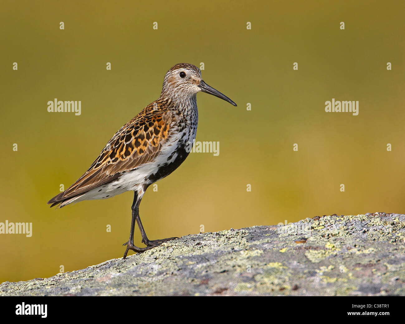 Dunlin wild bird hi-res stock photography and images - Alamy