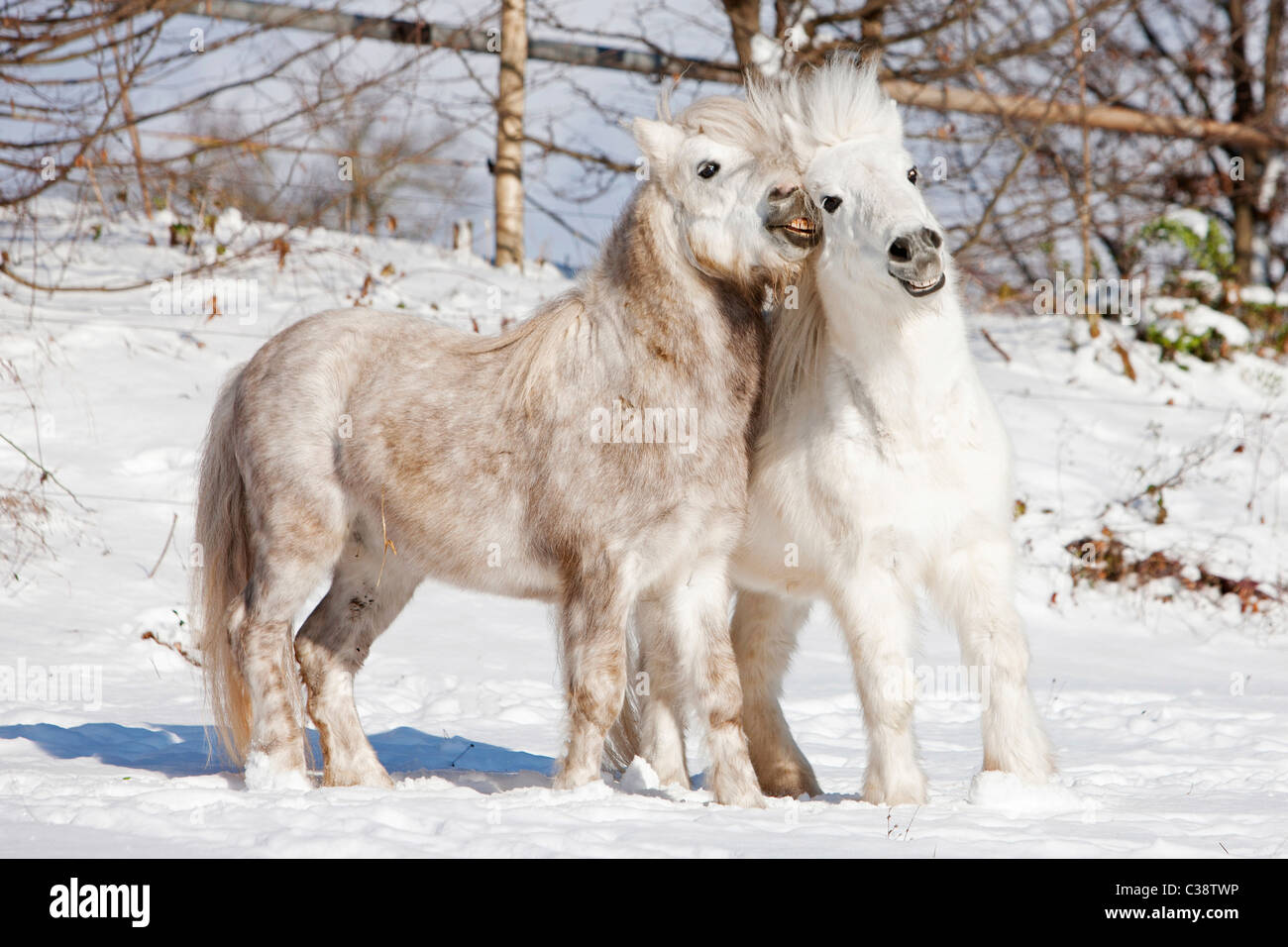 2 shetland ponies hi-res stock photography and images - Alamy 2 shetland ponies hi-res stock photography and images - Alamy