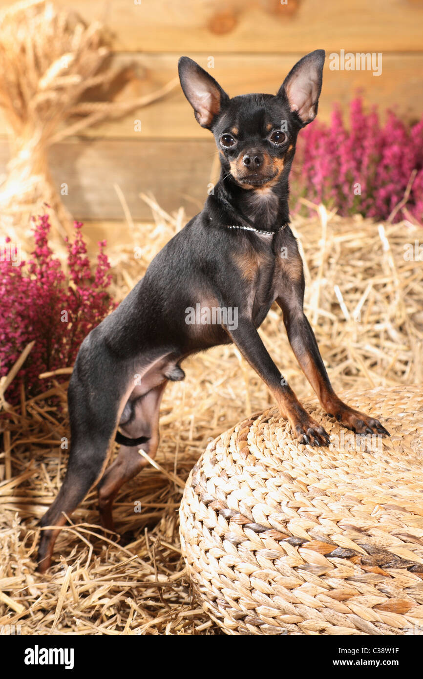Russian Toy Terrier dog - standing in straw Stock Photo