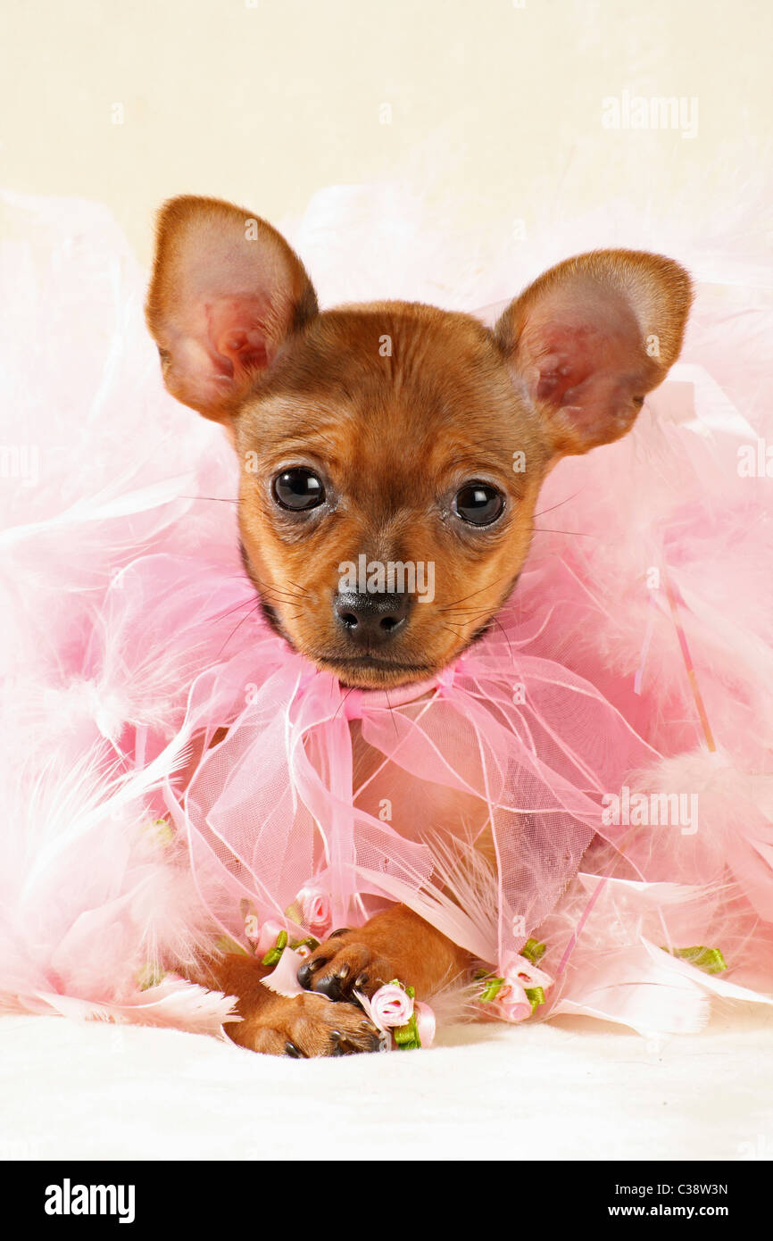 Russian Toy Terrier dog - puppy Stock Photo