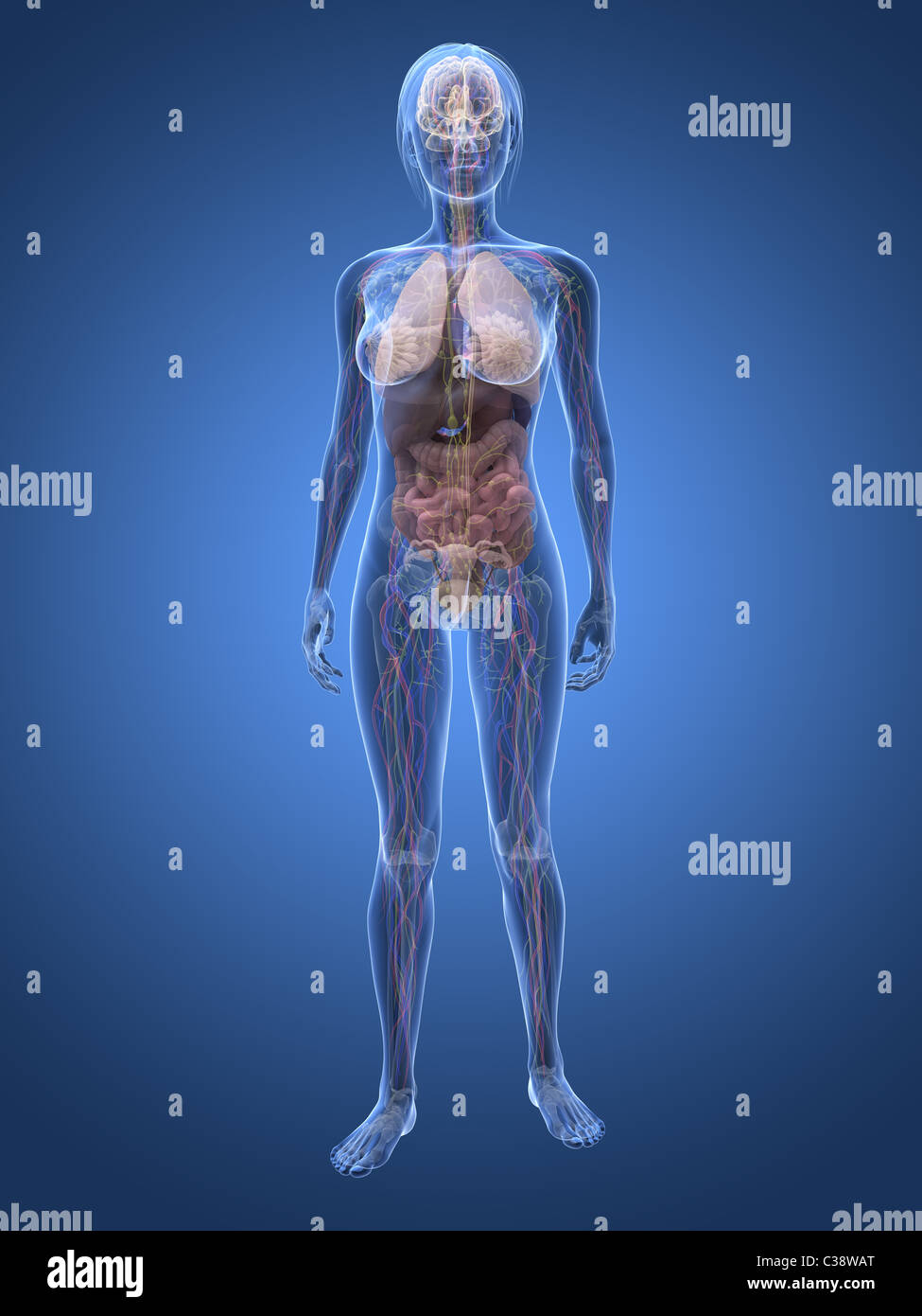 Female anatomy diagram hires stock photography and images Alamy