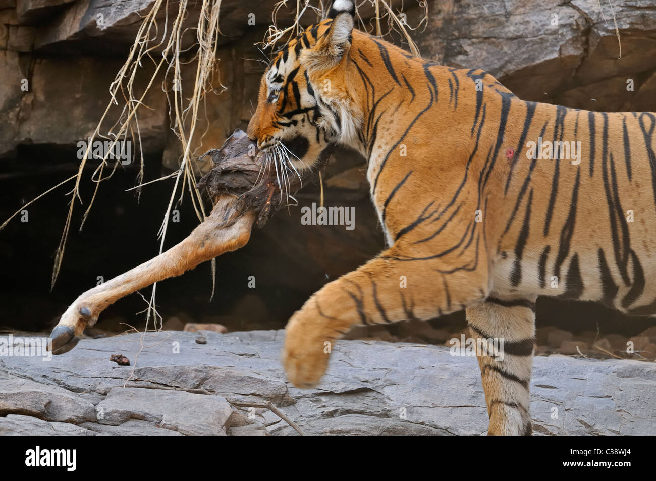 Tiger feeding on a deer leg outside a cave in Ranthambhore national