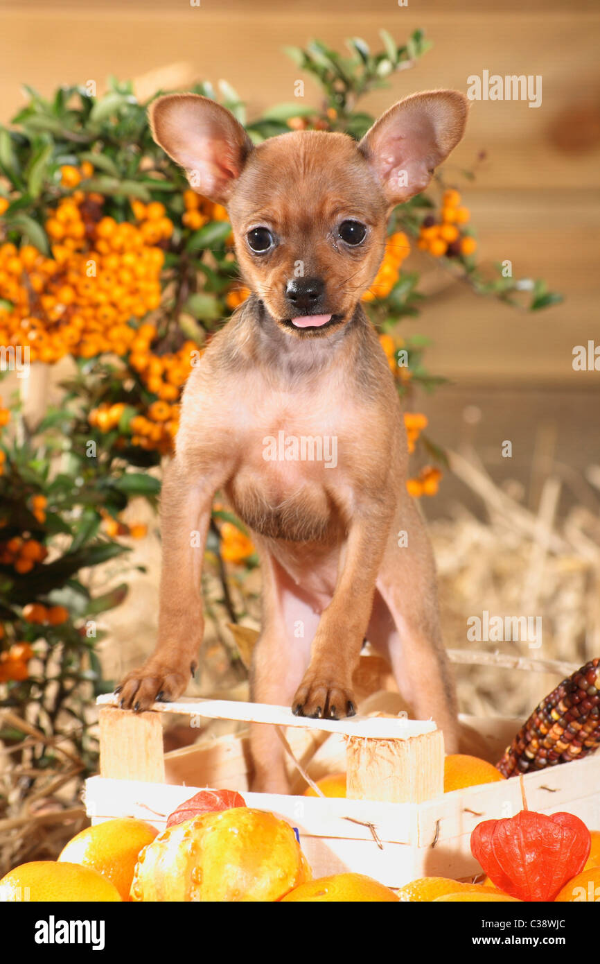 Russian Toy Terrier dog - puppy - standing Stock Photo