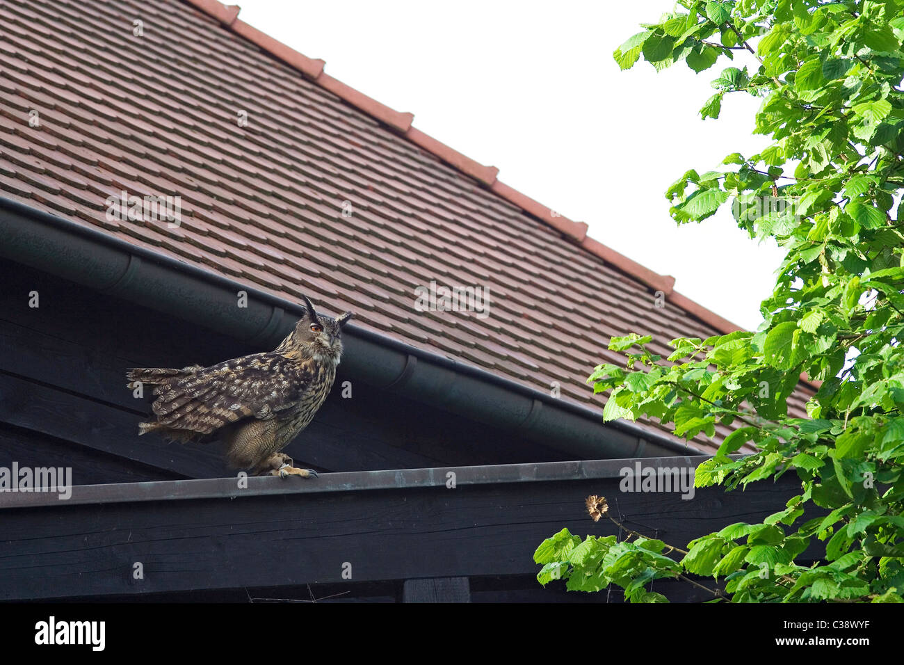 tame Eurasian Eagleowl on roof / Bubo bubo Stock Photo Alamy