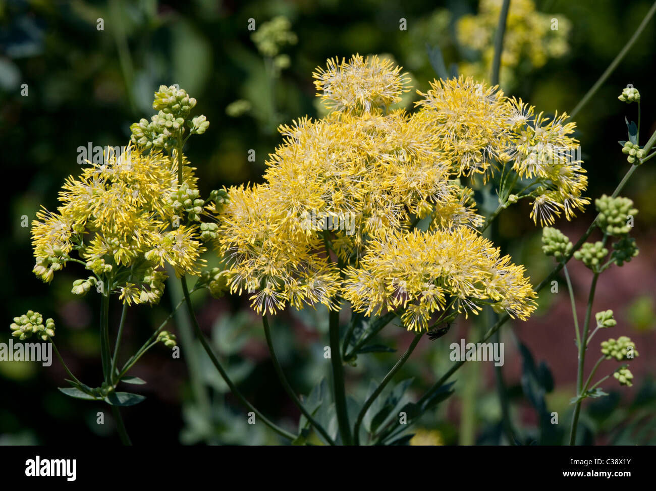 Thalictrum Flavum Gold Lace (Meadow Rue) Stock Photo