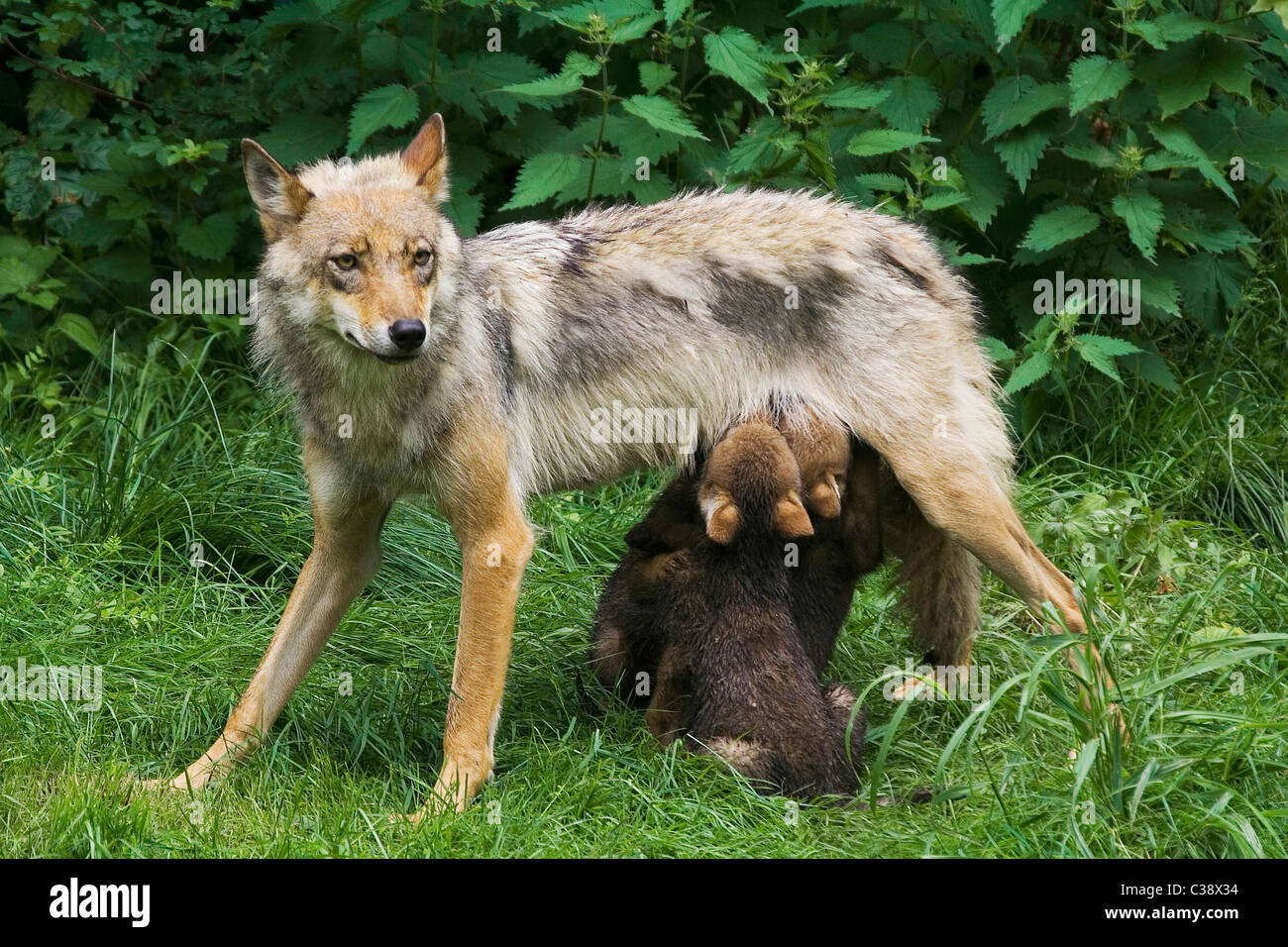 grey wolf suckling cubs on meadow Stock Photo