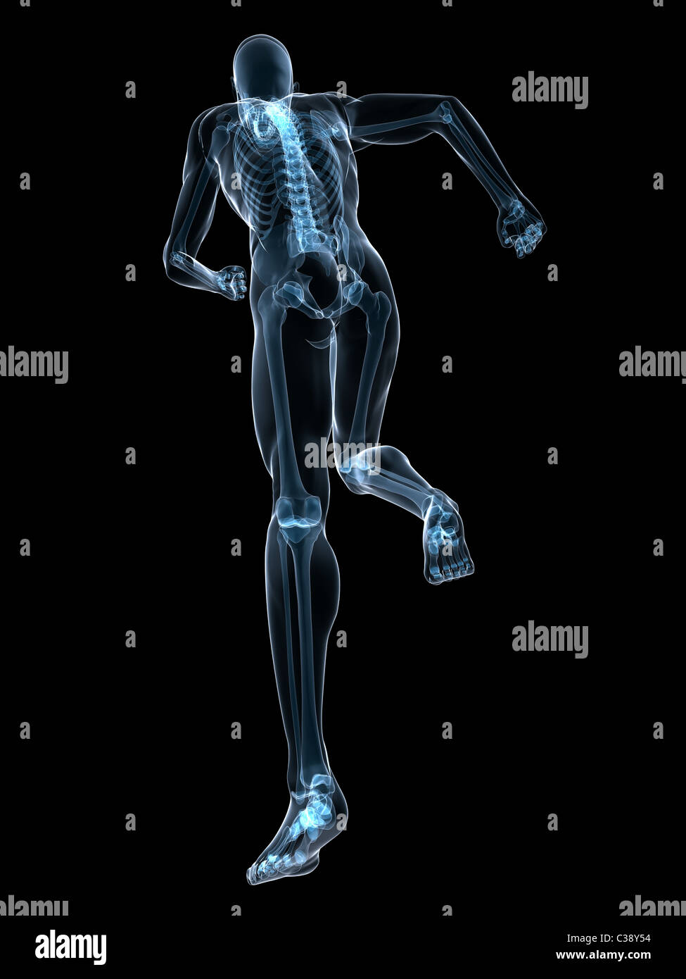 Medical Skeleton Running Knee Joints High Resolution Stock Photography ...