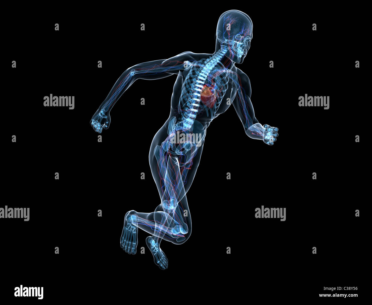 running skeleton - vascular Stock Photo - Alamy