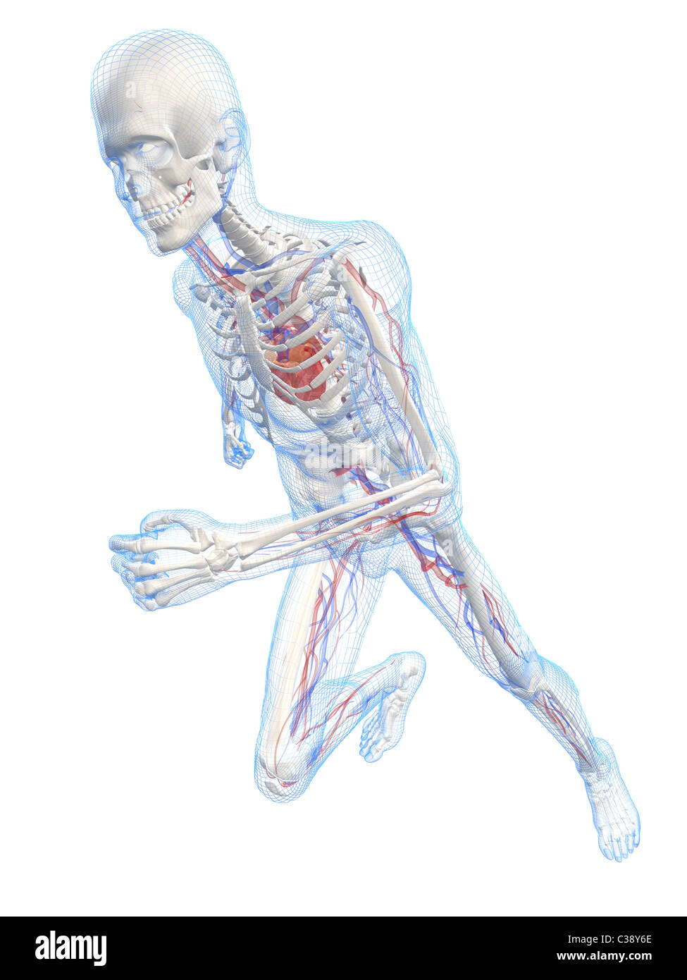 running skeleton vascular Stock Photo Alamy