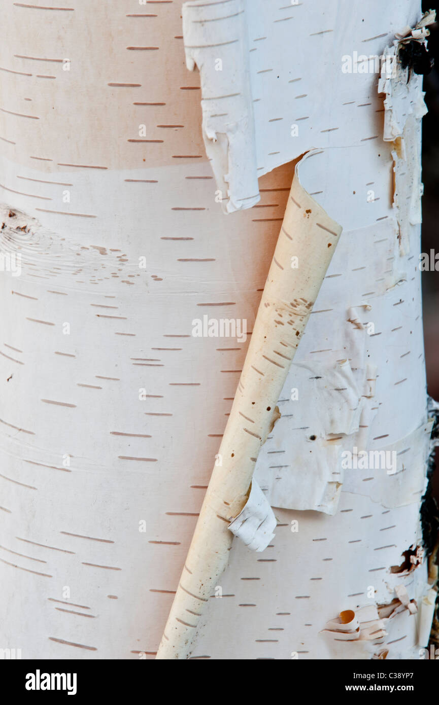 Peeling birch bark Stock Photo Alamy