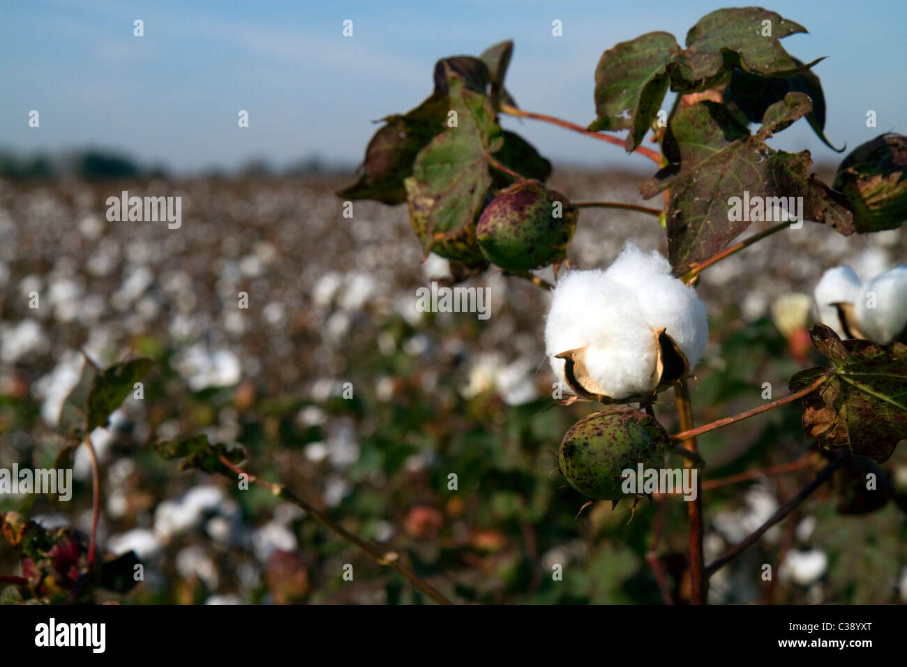 Cotton field ready for harvest in the American South Stock Photo Alamy