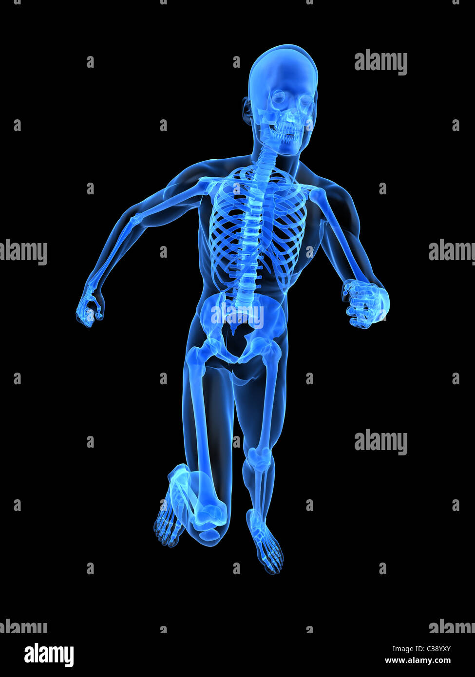 Medical Skeleton Running Knee Joints High Resolution Stock Photography