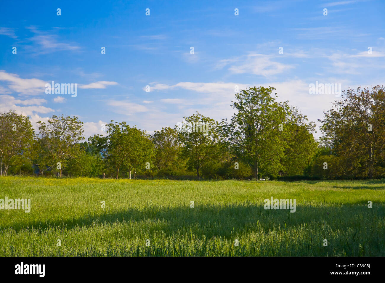 Beautiful tree landscape against blue sky and clouds Stock Photo - Alamy