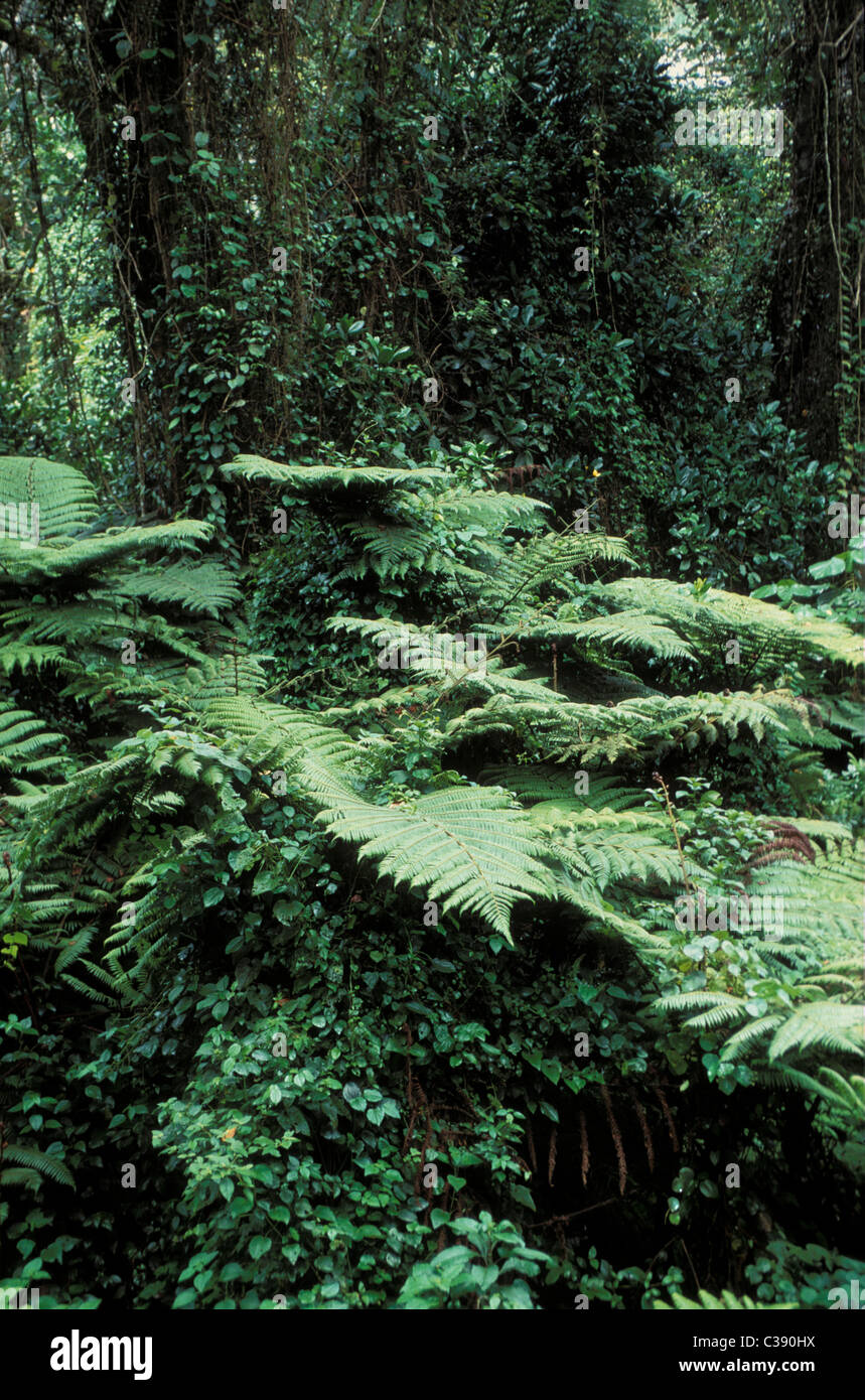 Tanzania. Rainforest in Usambara Mountains Stock Photo