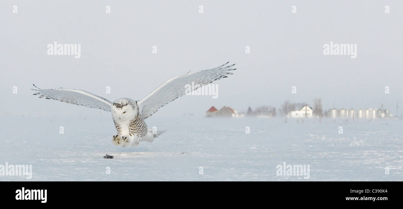 Snowy Owl (Bubo scandiacus, Nyctea scandiaca), adult female about to catch a mouse. Stock Photo
