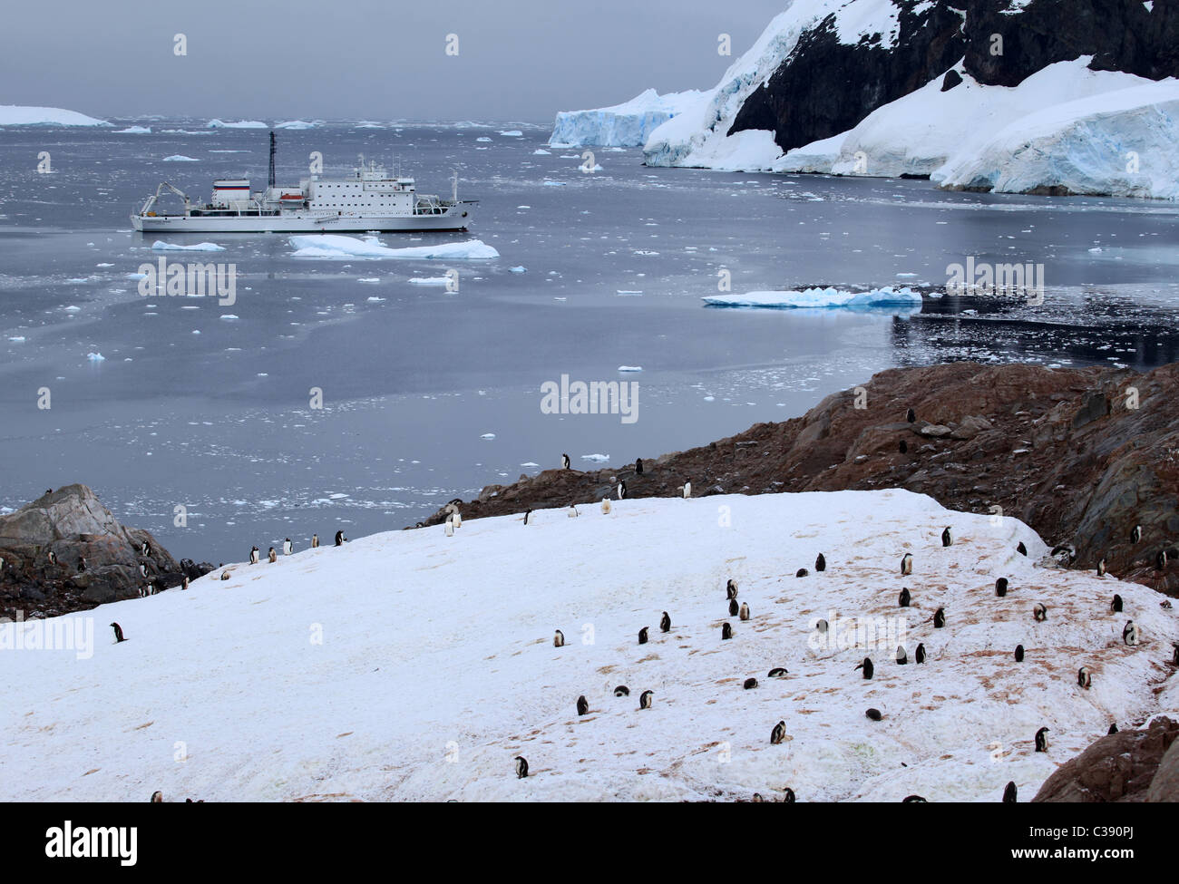 Colony of moulting [Gentoo penguin] [Pygoscelis papua] with [Akademic Ioffe] ship in the bay of [Petermann Island], Antarctica Stock Photo