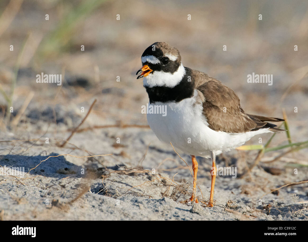 Ringed Plover (Charadrius hiaticula), adult calling while standing on sand. Stock Photo