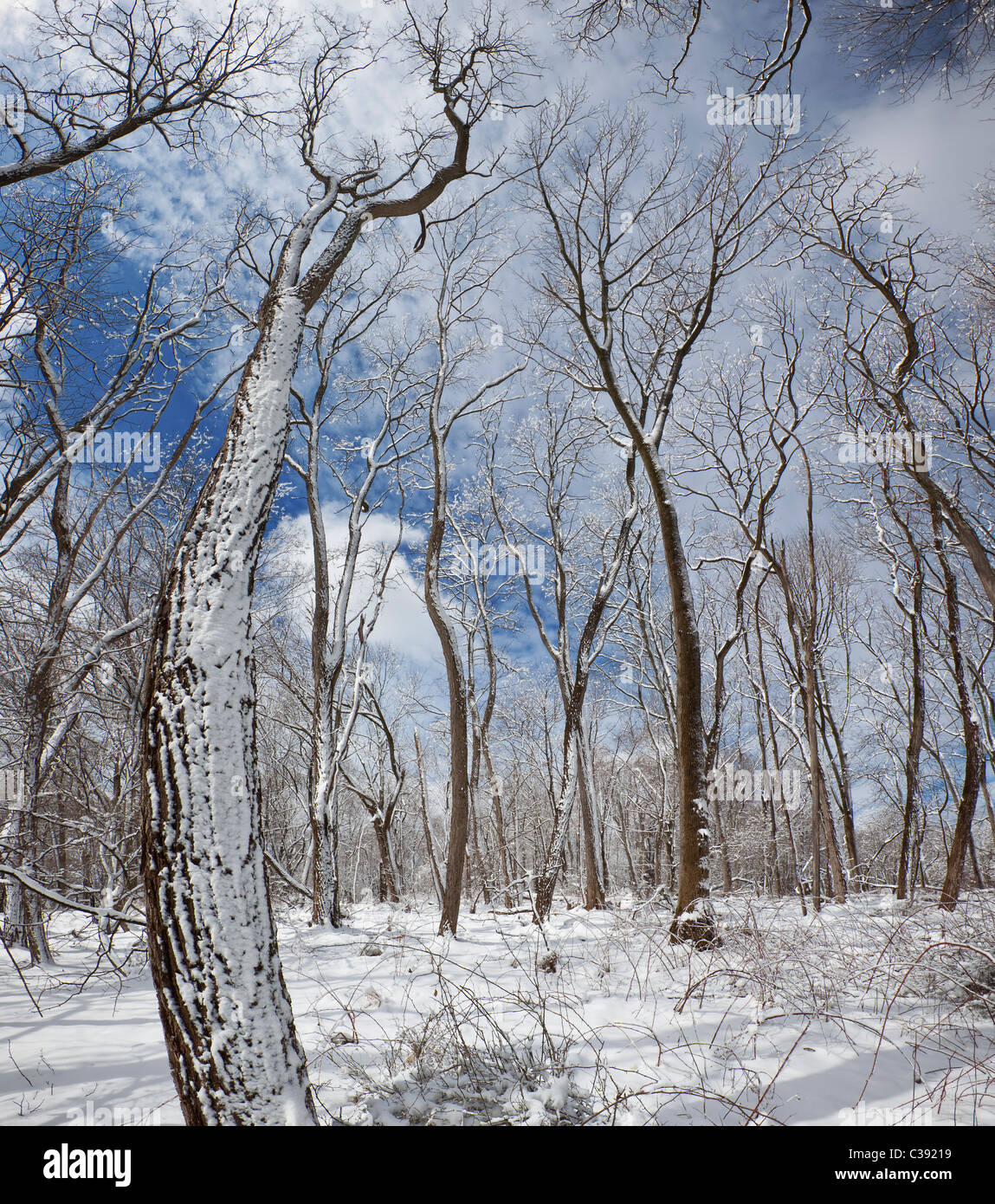 Deciduous forest in winter hi-res stock photography and images - Alamy