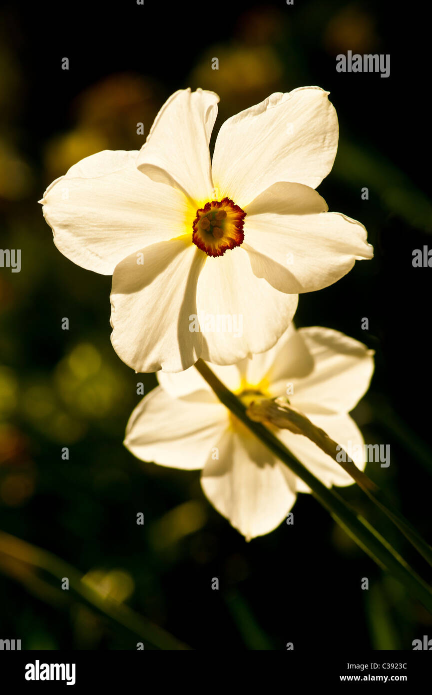 Backlit Narcissus flowers Stock Photo