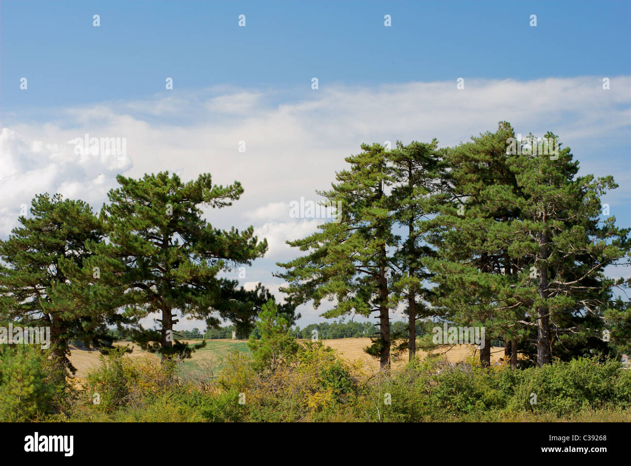 Row of large pine trees Stock Photo Alamy