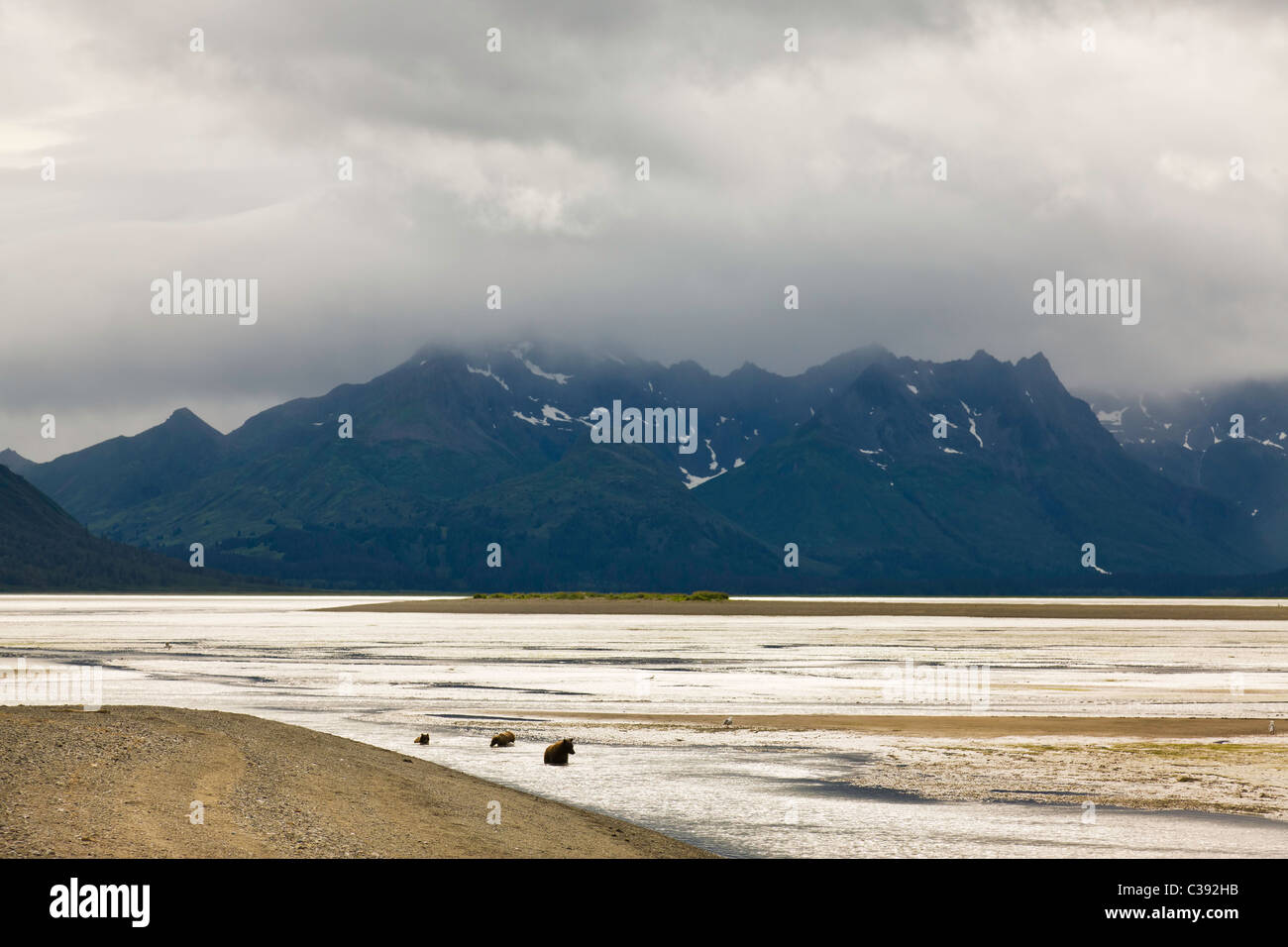 Brown bear sow and cubs fishing for salmon in Horn Creek along Chinitna Bay in Lake Clark National Park in Southcentral Alaska. Stock Photo