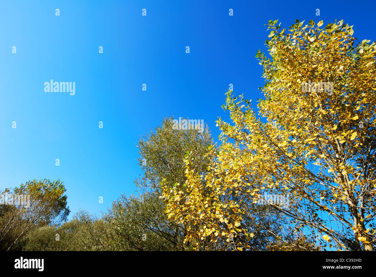 Autumnal yellow poplar tree tops against blue sky Stock Photo Alamy