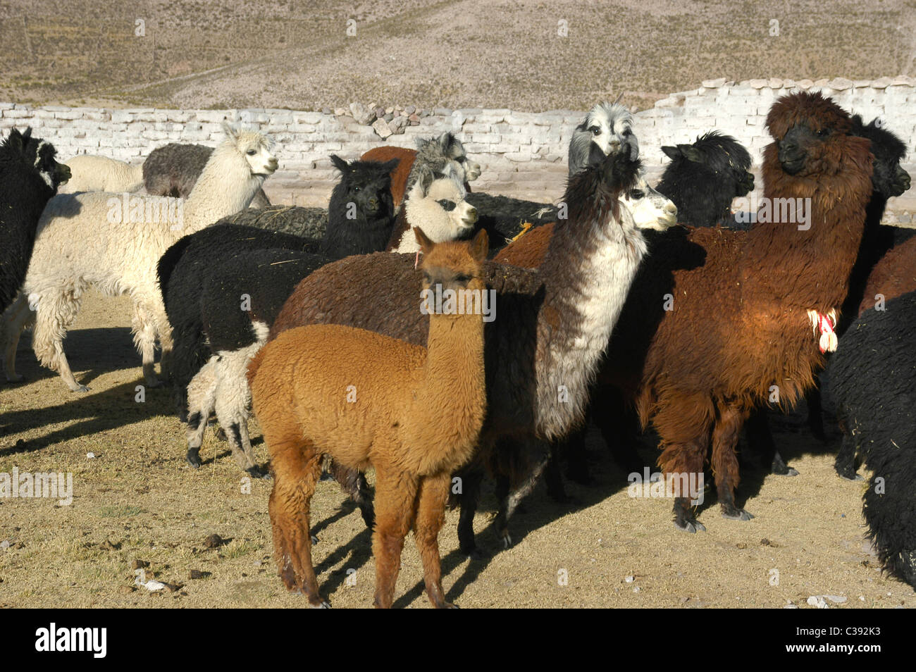 Alpacka, Bolivia Stock Photo