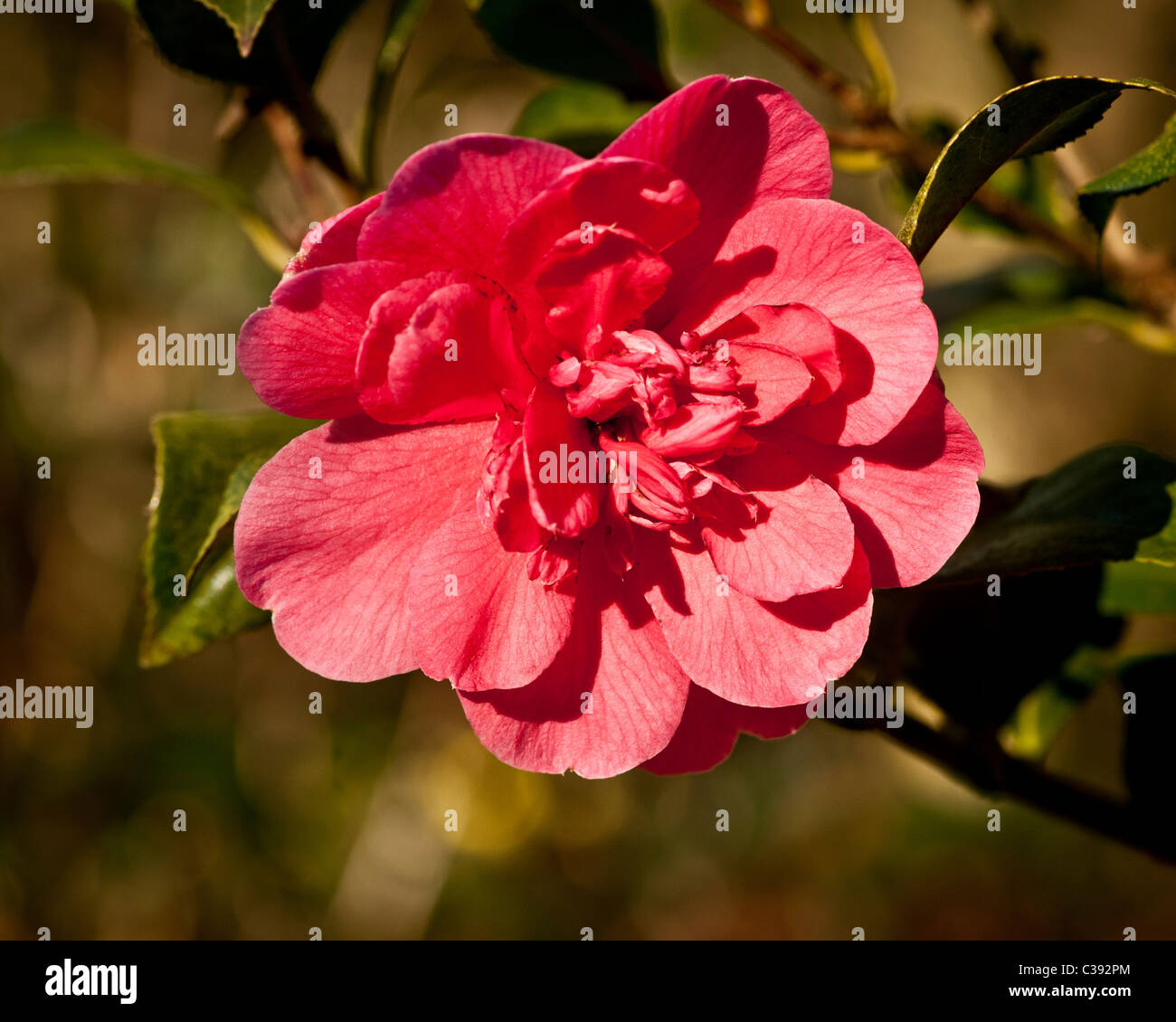Double flowering camellia hi-res stock photography and images - Alamy