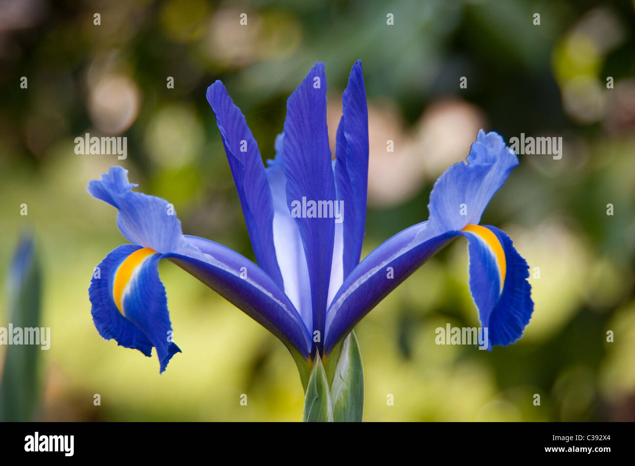 Blue iris flower in bloom during spring Stock Photo