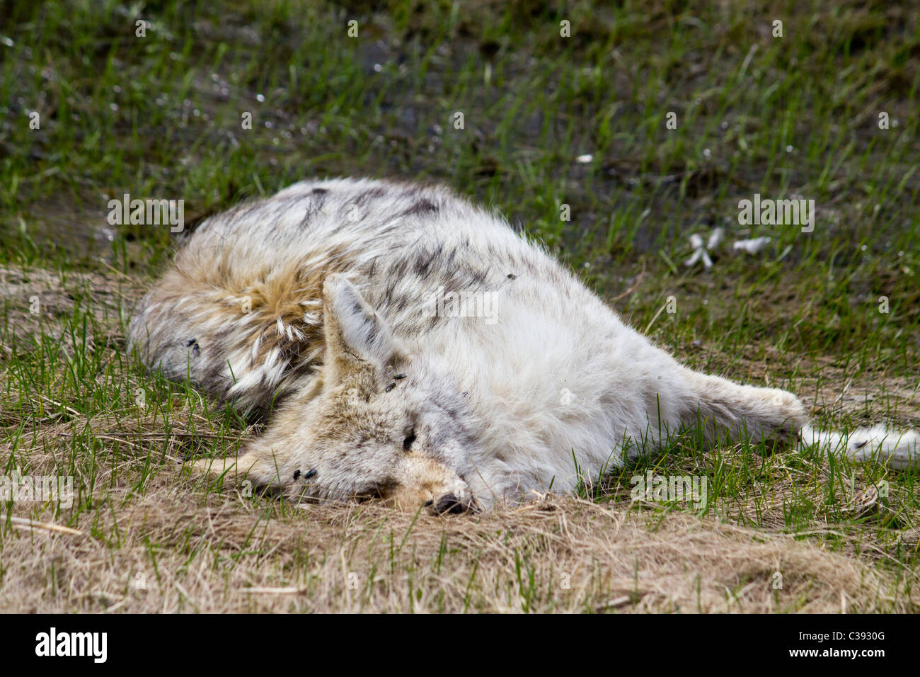 Dead animal - dog coyote wolf Stock Photo