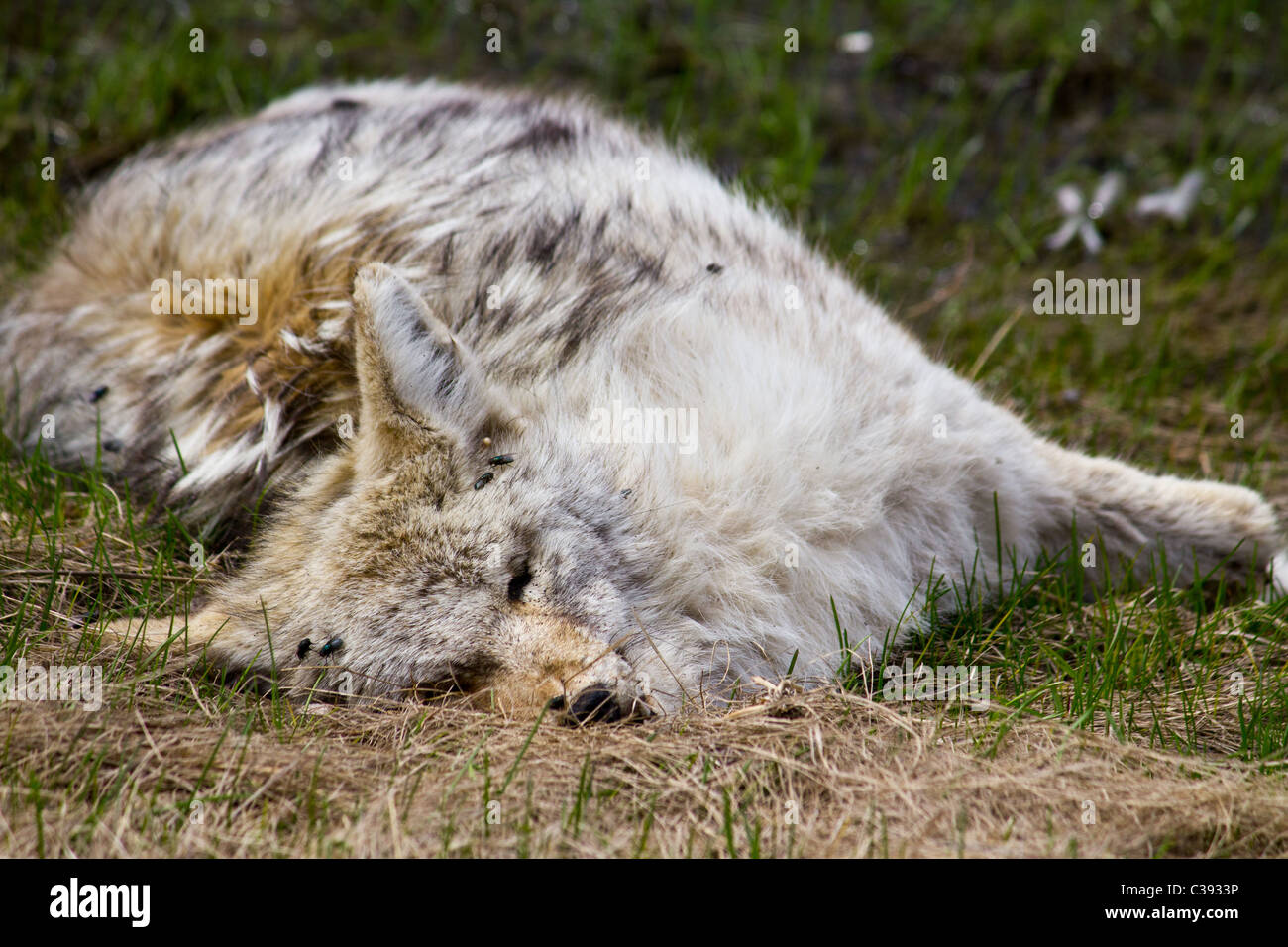 Dead animal - dog coyote wolf Stock Photo