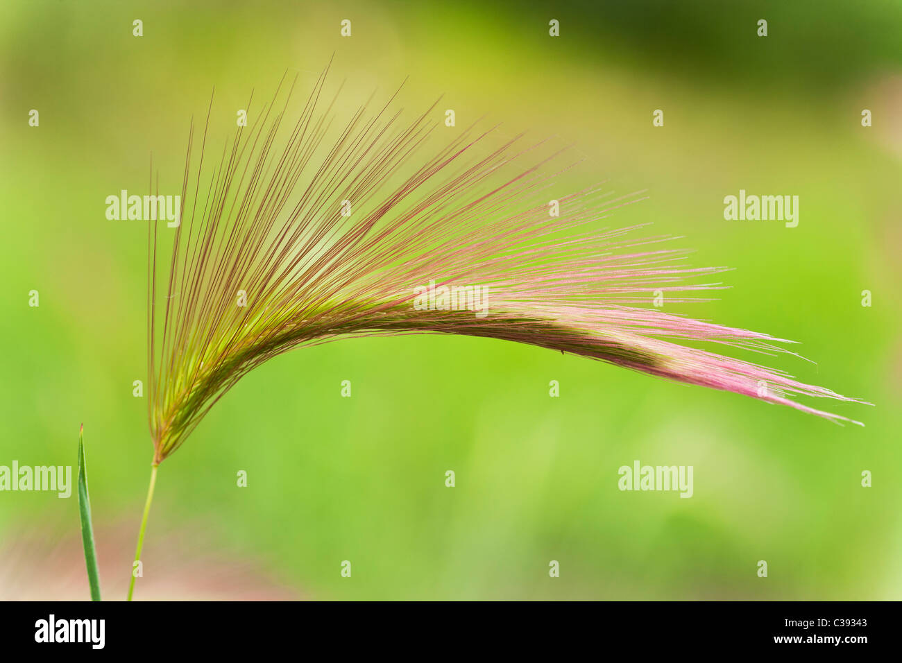Closeup of Squirreltail Grass (Hordeum jubatum) in Chugach State Park, Eagle River in Southcentral Alaska. Summer. Morning. Stock Photo