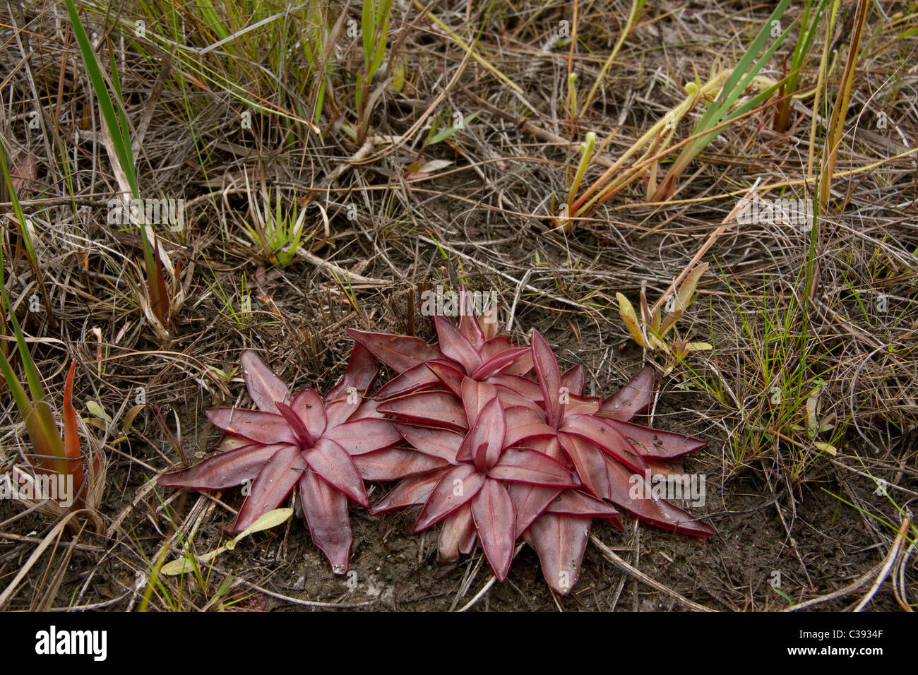 Red or Chapman's Butterwort Pinguicula planifolia Florida USA Stock