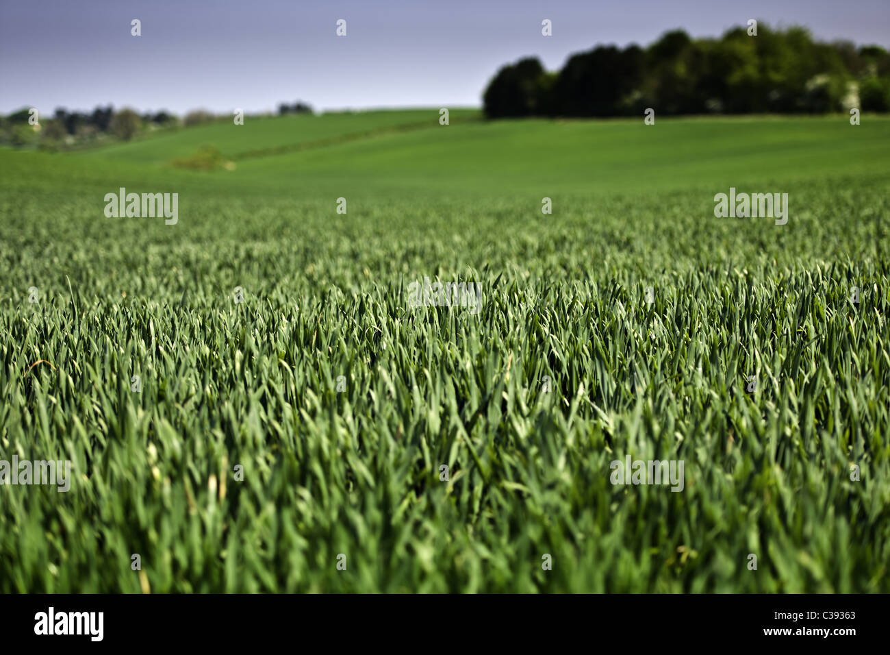 UK Arable Crop in April Stock Photo