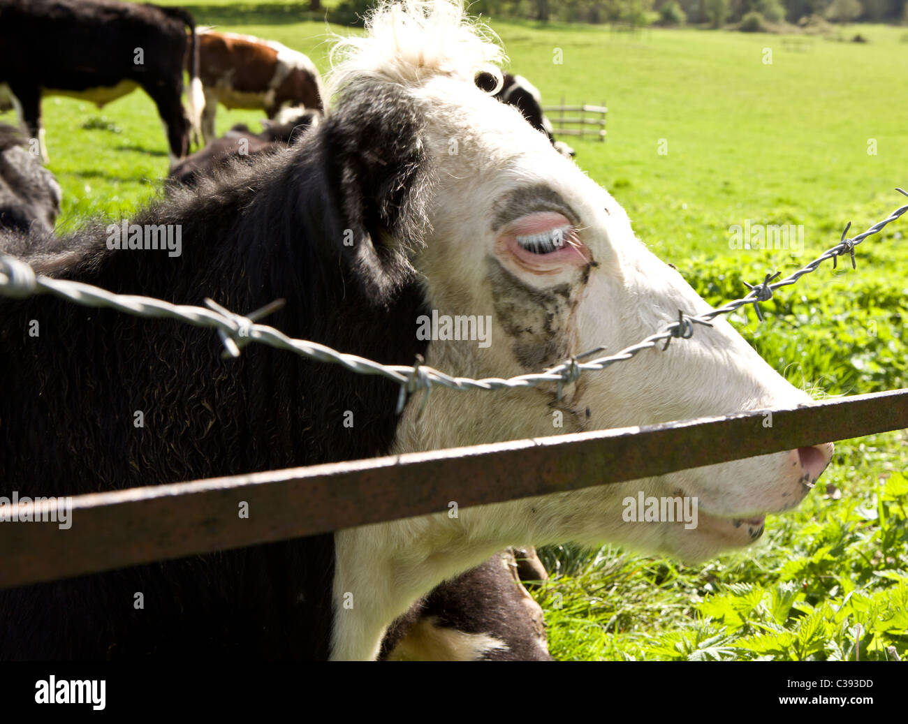Close up of a cow's head with long eyelashes sitting by a barbed wire fence in Gloucestershire. Stock Photo