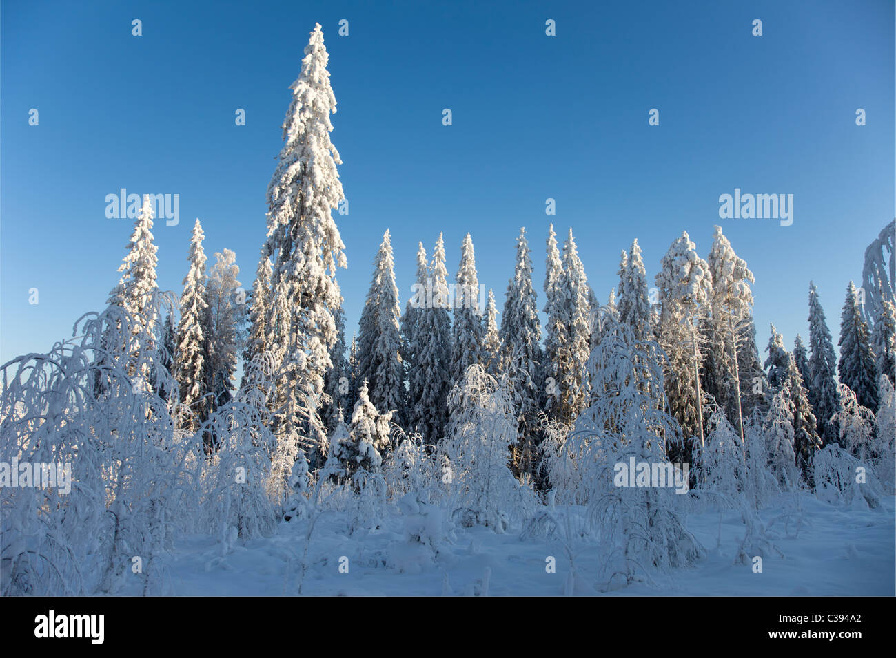 View of snow covered spruce ( Picea Abies ) trees in the taiga forest ...