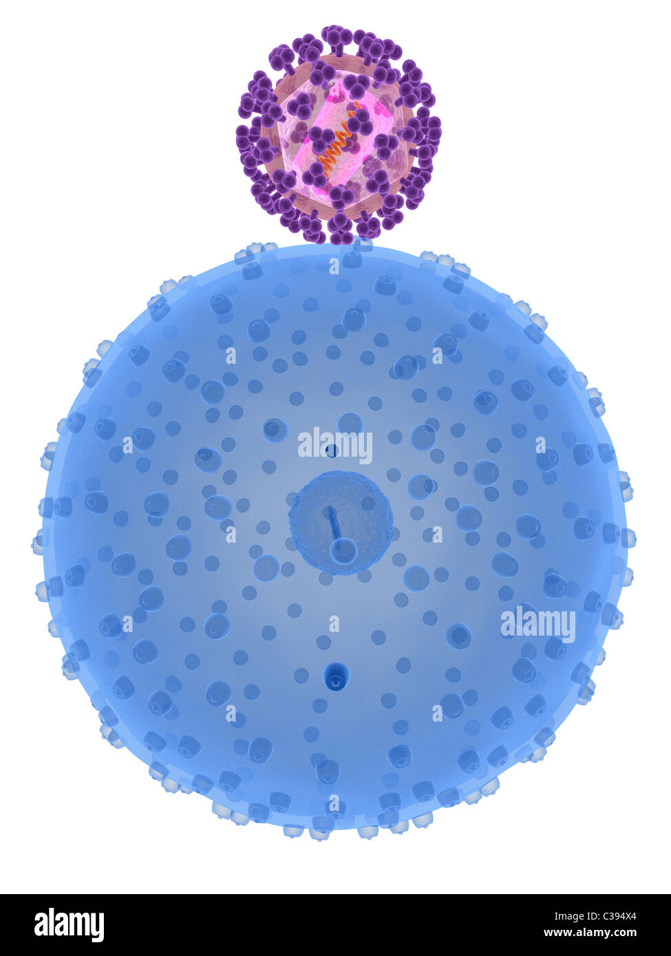 hi virus infecting cell Stock Photo